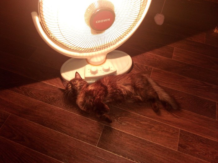 Autumn version of the cat with a lamp. - My, cat, Cat with lamp, Autumn, , Heater