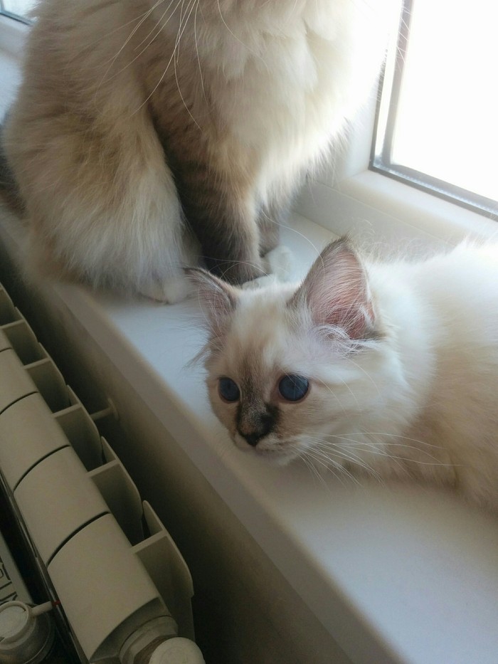 Sacred Burmese kitten - My, White, Burmese cat, Rostov-on-Don, Breed, Longpost