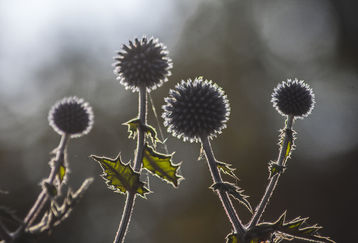 Weed in the sun - My, Like, Thistle, Plants, Flowers, Gelendzhik, , Canon 500D