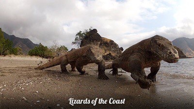 Lizards of the Coast