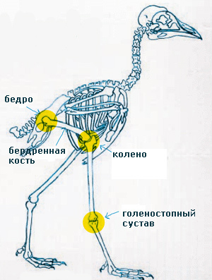 Has anyone seen an anatomically correct birfolk drawing? - Fantasy, Aliens, Birdfolk, Drawing, Stereotypes, Longpost