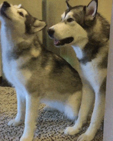 , !