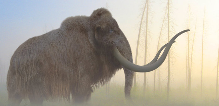 Systematics of mammoths - My, Mammoth, Elephants, Paleontology, Animals, ice Age, Longpost