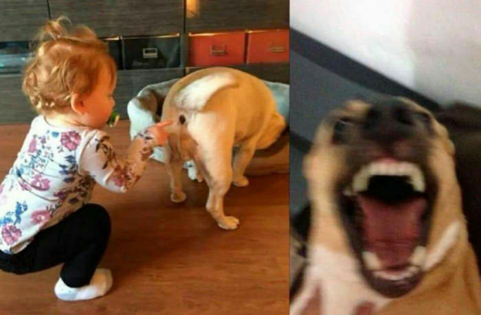 A second before ... - Dog, Children, The photo, 9GAG, 