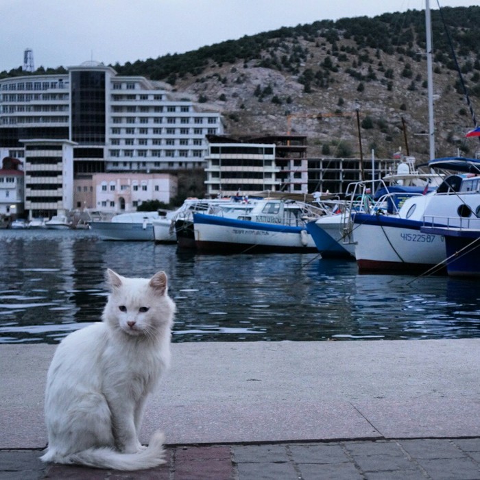 Балаклавский кот - Моё, Кот, Крым