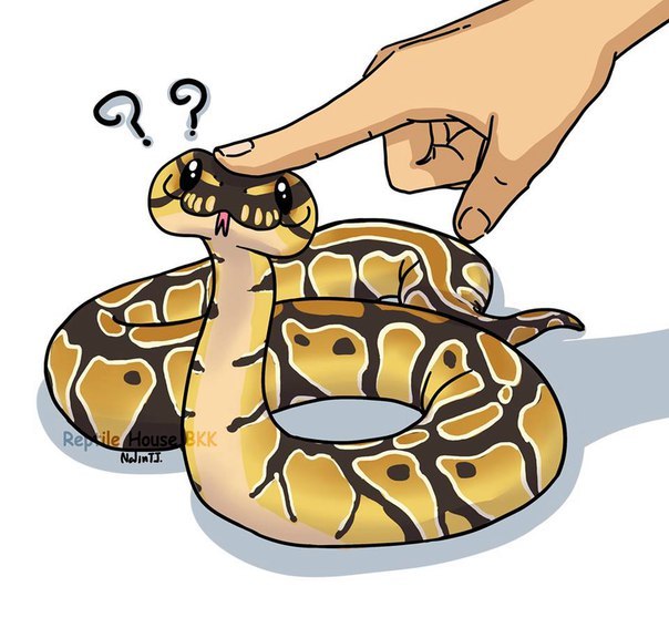 Dinner - Evening, Text, Story, Royal python, Feeding, Snake, My, Longpost