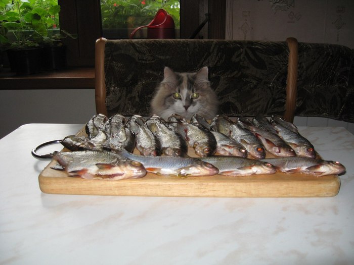 Life is good, but only on facebook photos... - cat, Fishing, Fisherman, A fish, Homemade, The photo, Kitchen, Fishermen