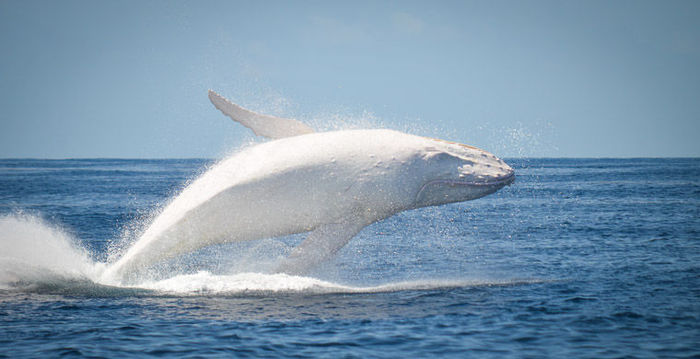 The famous snow-white humpback whale Migalu again appeared to people - , Whale, White Whale, Video