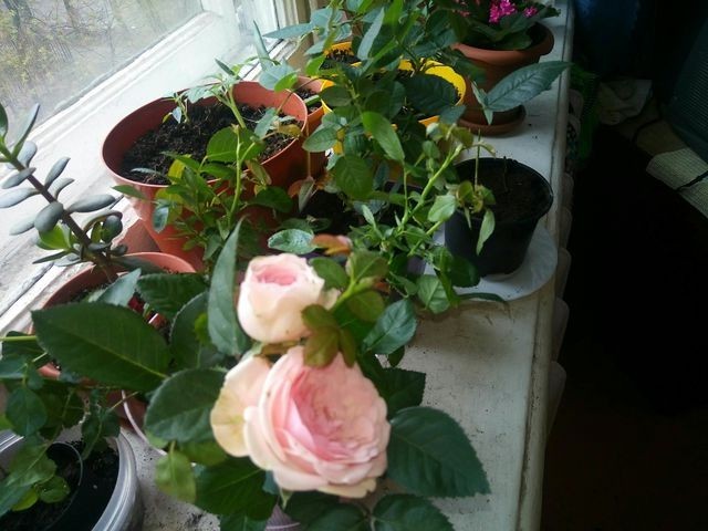 Hybrid? - My, White roses, Red Roses, Hybrid, , Longpost, Question