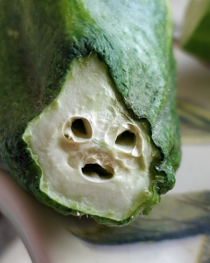 Cucumber staring into the soul - My, Dry, Cucumbers