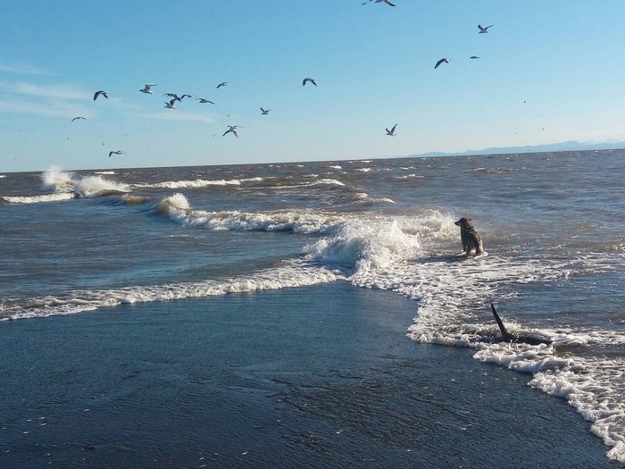 Mouth of the Kamchatka River. - My, Kamchatka, Ocean, River, Dog