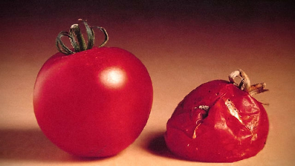 About the transgenic tomato, tomato paste and why it all disappeared from stores - GMO, Tomatoes, Genetic Engineering, , Longpost