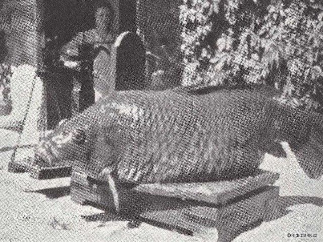 What do you think, what is the weight of the copy? - Fishing, Carp, Carp, Astrakhan, , Rybkhoz, Trophy