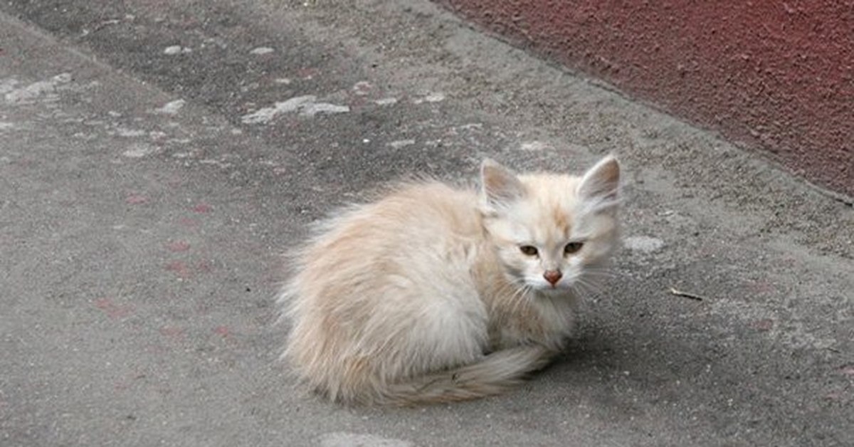 Жалкая кошка. Бездомные кошки. Котенок на улице. Белый котенок на улице. Уличные котята.