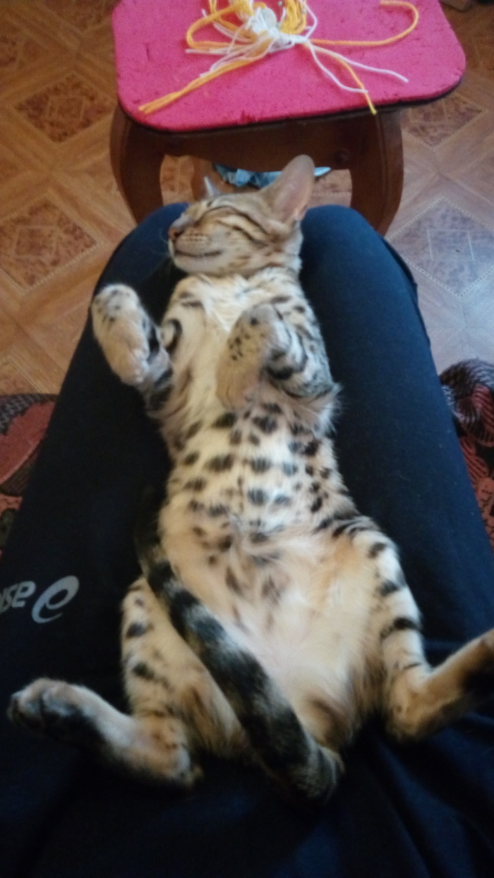 Как выбрать котенка