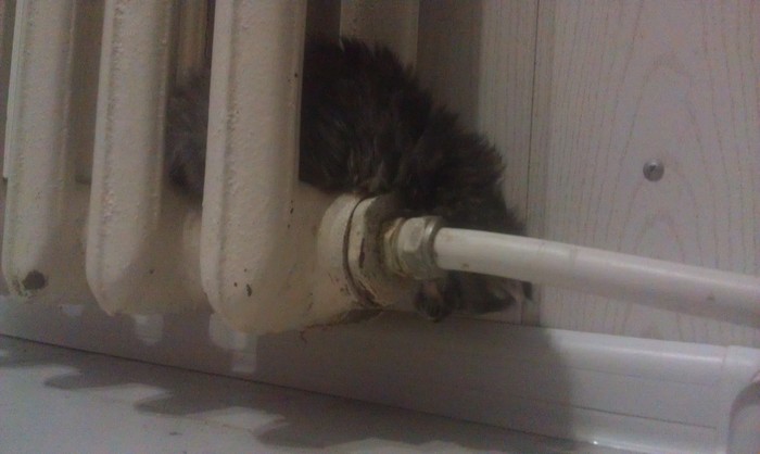 Heat went through the pipes - My, , The winter is coming, Rent will increase, cat, Suddenly