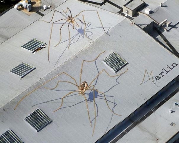 On the roof of one of the houses in the USA, not far from the airport - Roof, Drawing, Talent, Spider