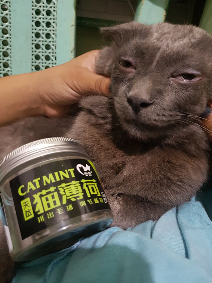When your cat got drunk on Chinese catnip - cat, Mint, Stubbornness
