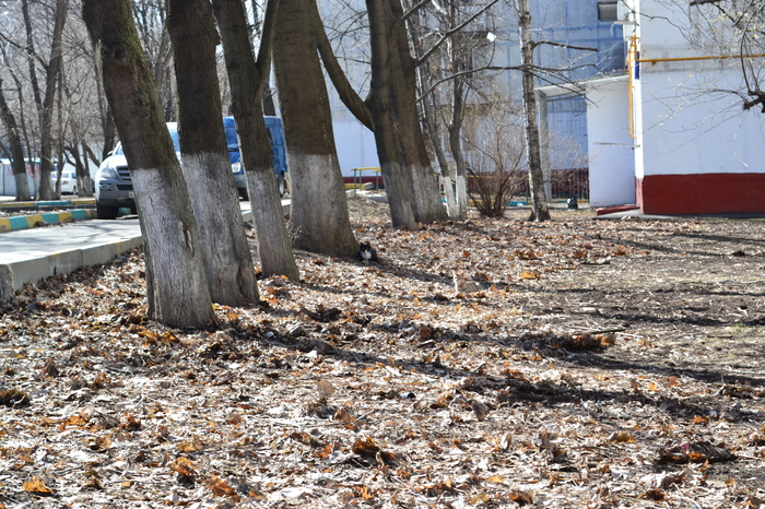 How many cats do you see? - Mustachioed - Striped, cat, Leaves, Stealth, Tree