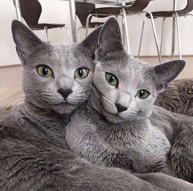 Twins - , Beautiful, , cat