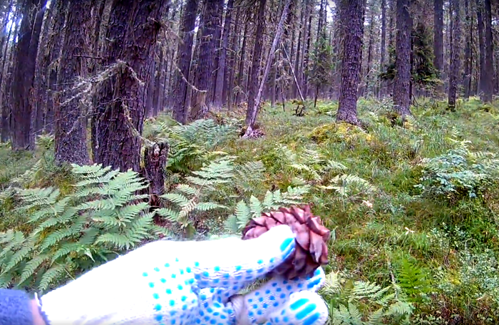 Добыча кедрового ореха (часть 1)