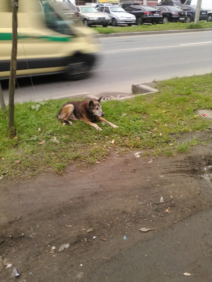 Is he waiting for someone? - My, Devotion, Dog, Longpost