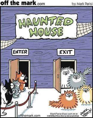 House of Horror. - cat, House of Horror, Fluffy