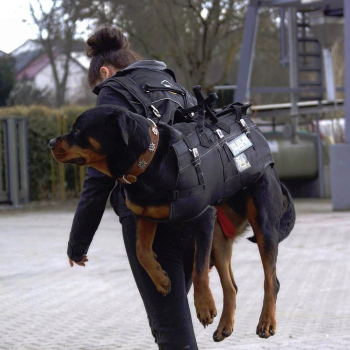 Brutal ladies wear dogs like this - Dog, Girls, Rottweiler