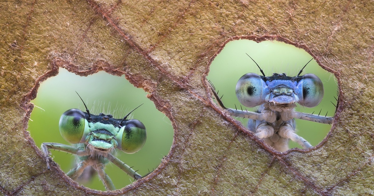 Бабочка creatonotos gangis. Creatonotos gangis моль. Куколка цикады. Она и так насекомое. Насекомые арт.