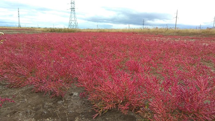 What kind of plant is this? - My, Plant growing, Orenburg region, First post, Question, A question for pick-ups, Floristics, Churchkhela, Longpost