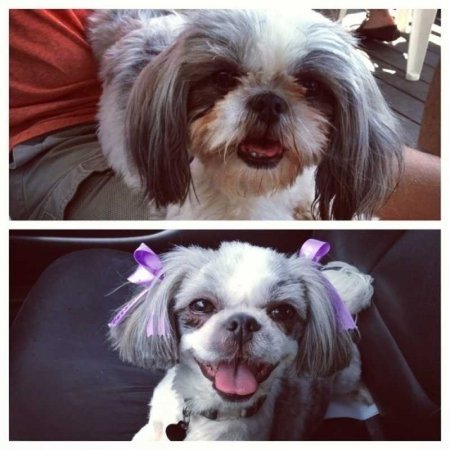 Funny pictures of dogs before and after a haircut - Dog, Стрижка, Humor, Animals, Longpost