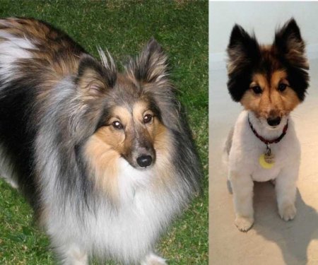 Funny pictures of dogs before and after a haircut - Dog, Стрижка, Humor, Animals, Longpost