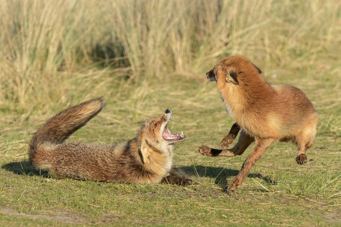 Лисий испуг