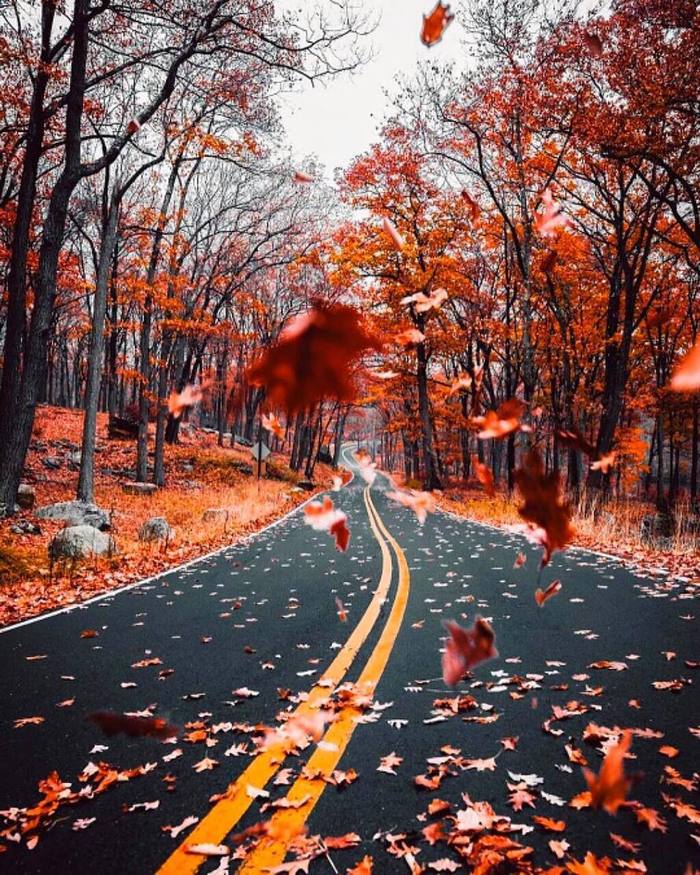 Nice shot - The photo, Autumn, Road, Leaves