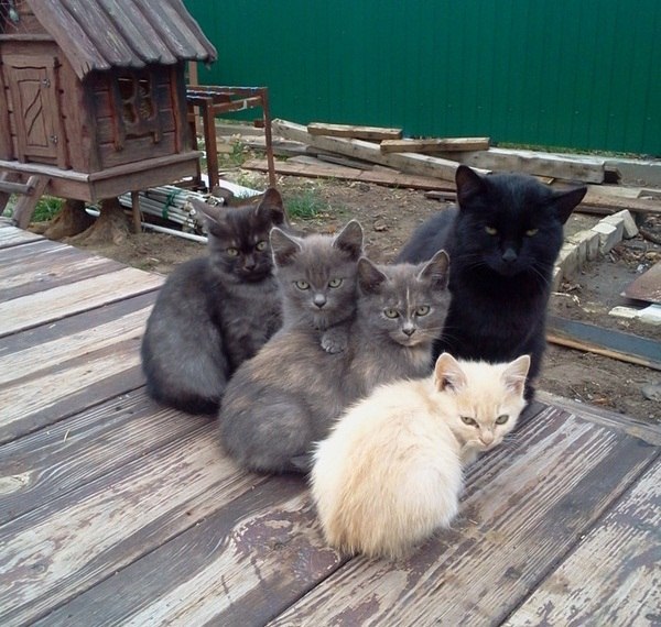 Harsh Family - cat, Severity, cat family