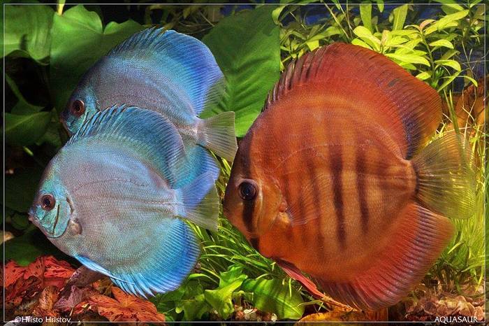 Фото Hristo Hristov