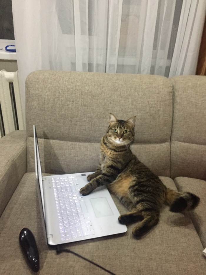 Just a cat behind a laptop - My, cat, Notebook