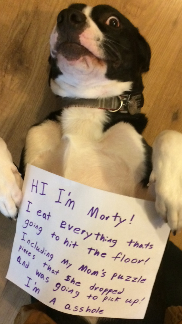Hi, I'm Morty! - Dog, Humor, Fault