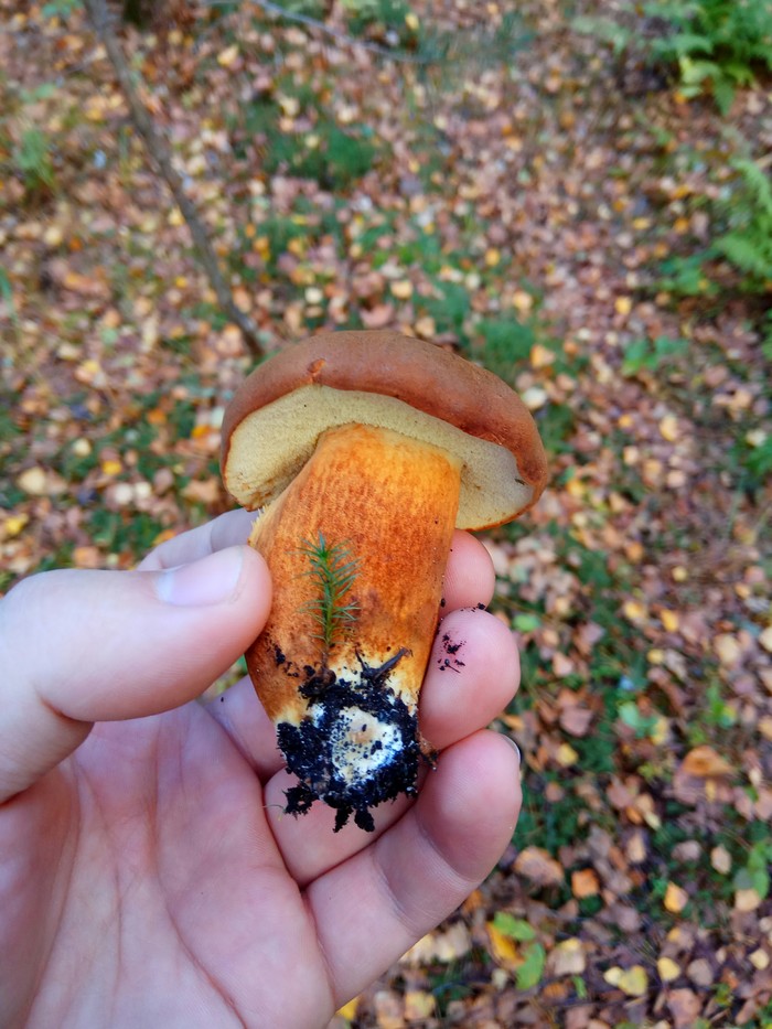 Help is needed, they found a mushroom similar to white but doubts torment - My, Mushrooms, Forest, Esculent