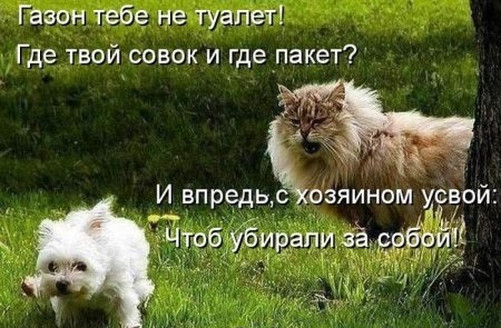 Забавные фото котеек со смешными комментариями - Животные, Кот, Комментарии, Смешные фото котов, Длиннопост