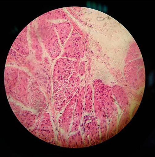 Various biological structures under the microscope - My, Biology, Algology, Drugs, Institute, Longpost
