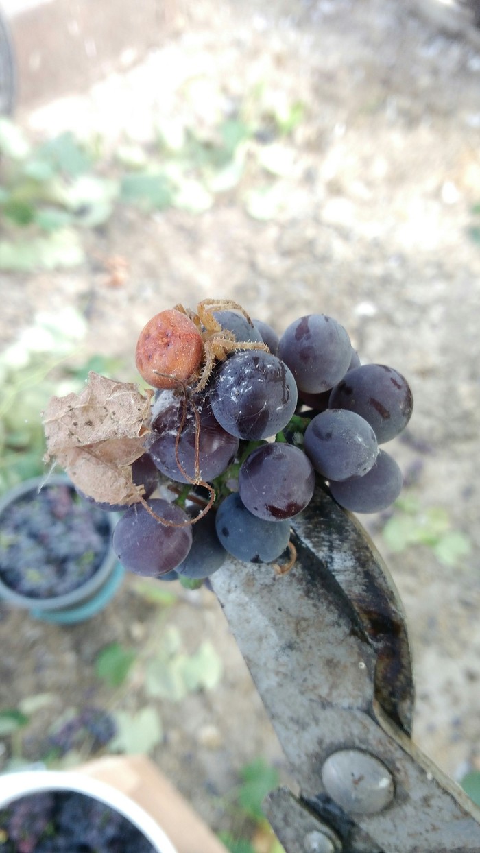 Паучок!
