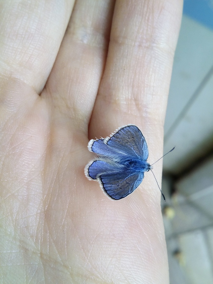 Just a beautiful butterfly - My, Butterfly, golubyanka, Beautiful, , Longpost