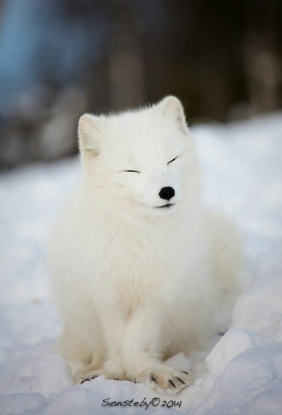 Magnificent fox :o - Fox, Fyr, Arctic fox, Milota, Longpost