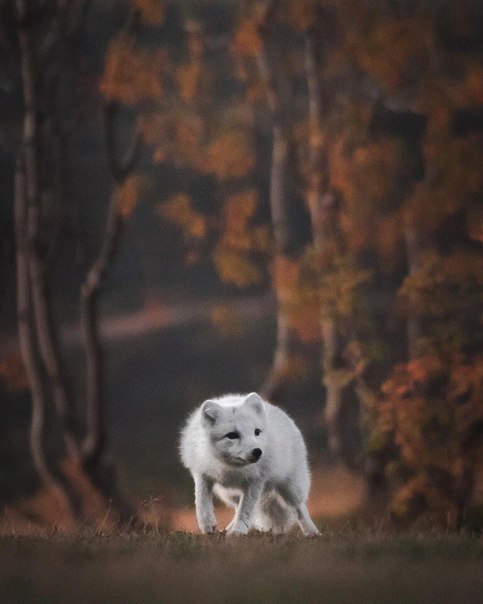 Magnificent fox :o - Fox, Fyr, Arctic fox, Milota, Longpost