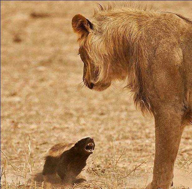 Attack on the king of beasts - a lion, Bravery, Africa, Courage