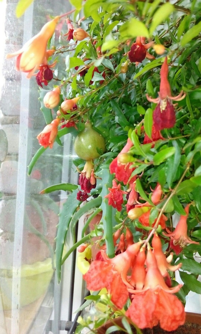 My homemade pomegranate. - My, Grenades, Garnet, Houseplants, Plants, Longpost, Hand grenade