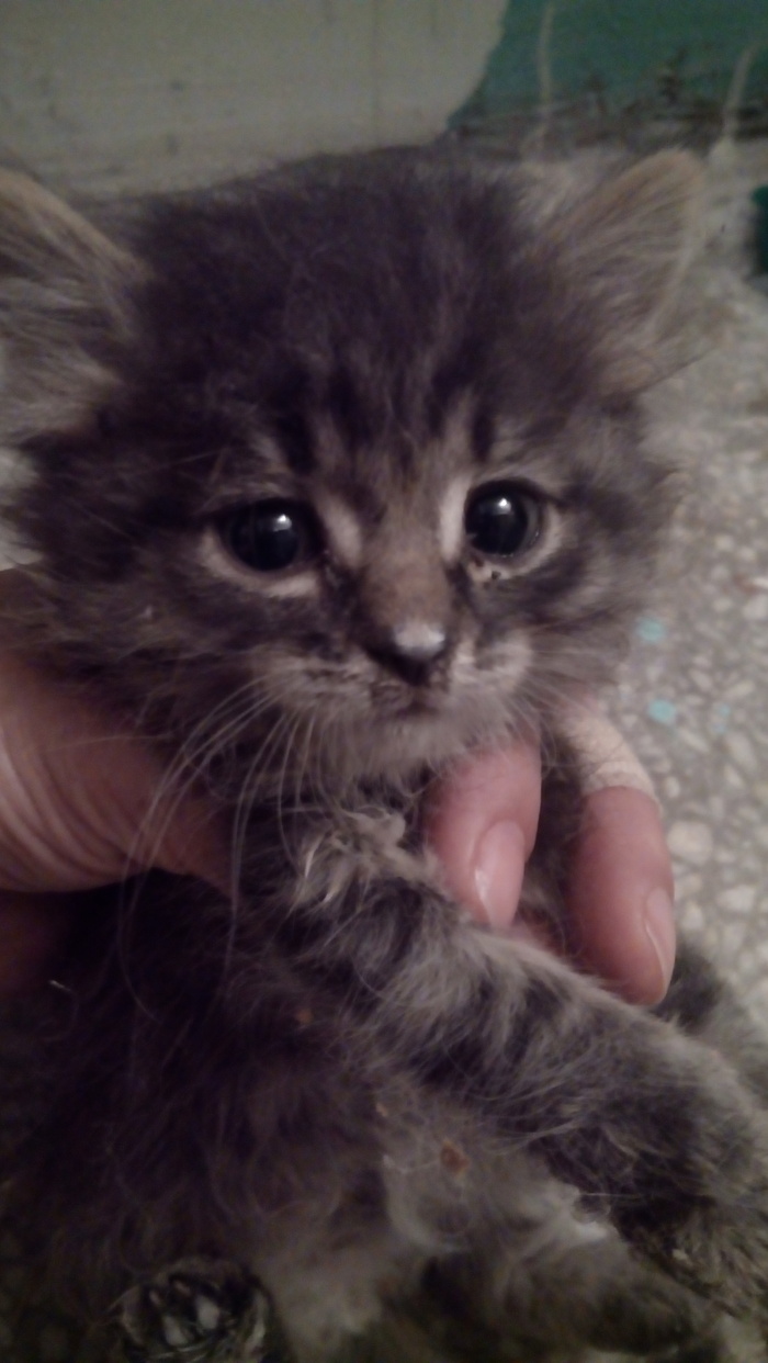 Help baby? - My, Is free, Help, House, Foundling, Helping animals, cat, In good hands