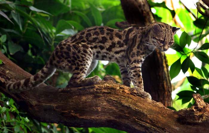 Kodkod - Chilean cat - Codecode, cat, Wild animals, GIF, South America, Endangered species, Longpost