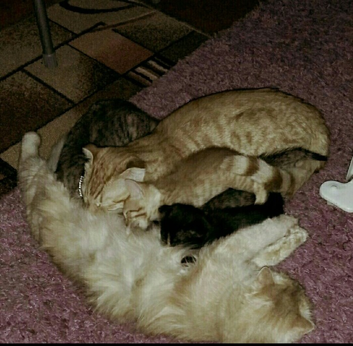 Mama Dinner for Everyone - My, cat, Catomafia, Pussy, Sphinx, , Bengal cat, Mum, , Longpost